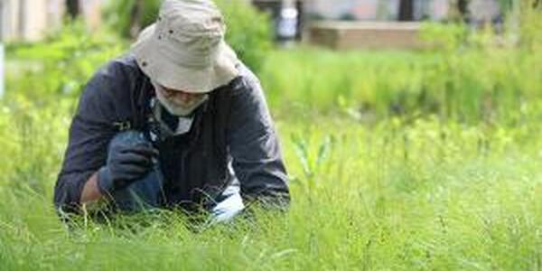 man looking at plants in a grassy area